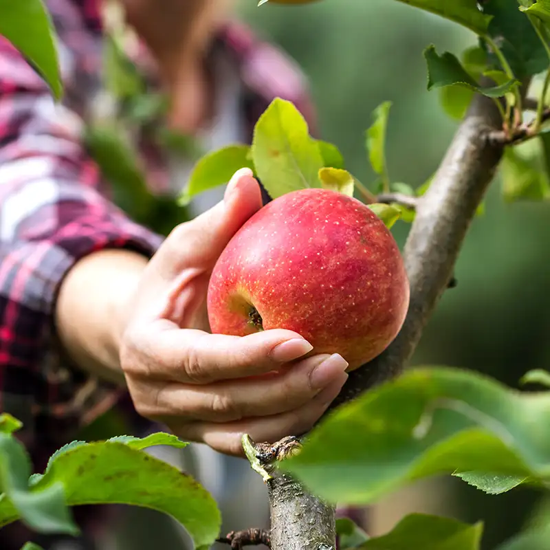 Une main qui prend une pomme